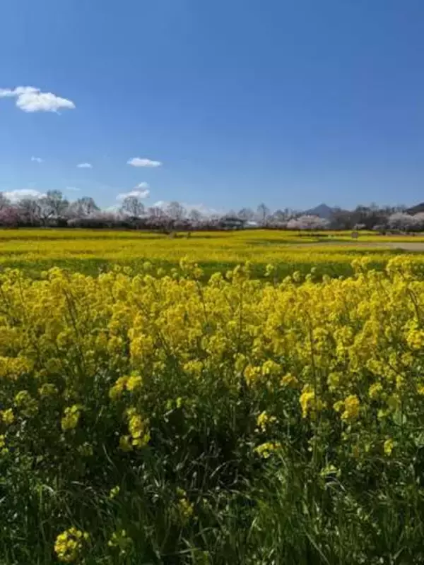 「柴犬を探せ！」菜の花畑に見事にとけ込んだ姿に大反響　「ズームしてやっと見つけた」「みっけ！うれしい！」