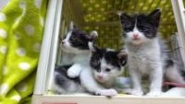 100匹が暮らすシェルター　目指すのは猫も人も救われる場所　活動の原点は「死んだもんはしゃあない」と言い放った虐待犯への怒りと悔しさ