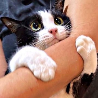 「キレても離れません」抱っこ中に“シャーッ！”を連発する猫　怒っているのに甘える姿がかわいい「ふま〜んって言ってる」