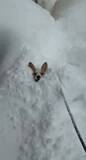 「「北海道は犬がスタックするほどの大雪」顔だけ出して雪の中からピョン！「埋まってるのに笑顔」」の画像1