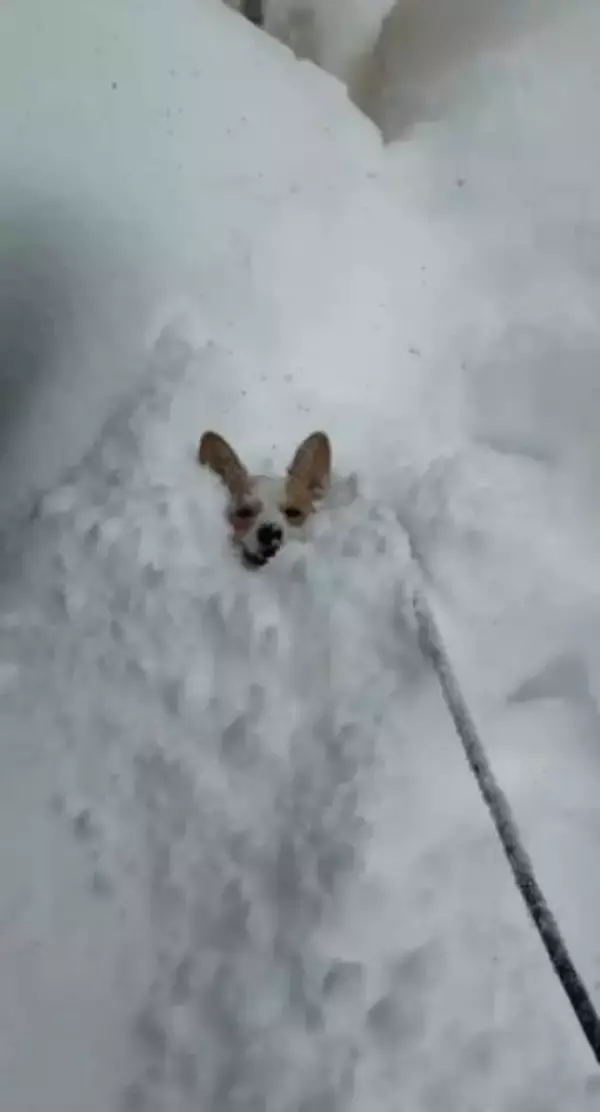 「北海道は犬がスタックするほどの大雪」顔だけ出して雪の中からピョン！「埋まってるのに笑顔」
