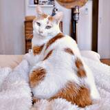 「寄り添って眠る2匹の間に押し入った猫「なぜ割って入るのか」　まさかの鎮座に「不満げな両サイドかわいい」」の画像1