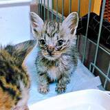 「不登校になった高校生が譲渡会で一目惚れした子猫「この子がいてくれたら」　愛情を受けて育った10年後、まん丸美ニャンに成長」の画像1