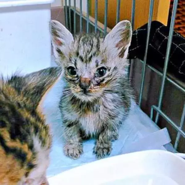 不登校になった高校生が譲渡会で一目惚れした子猫「この子がいてくれたら」　愛情を受けて育った10年後、まん丸美ニャンに成長