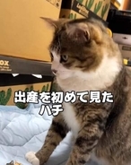 「だ、だれだ！いつの間に！？」目を覚ました元保護猫　生まれたばかりの子猫4匹にぼう然　「かわいすぎる」