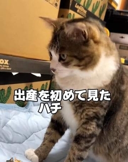 「だ、だれだ！いつの間に！？」目を覚ました元保護猫　生まれたばかりの子猫4匹にぼう然　「かわいすぎる」