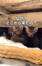 「昨日2匹だったよね？」京町家の縁の下、のぞくと…「増えてる！？」母猫はどこ？