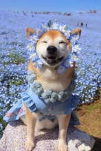 「犬って笑うんですね〜って今日言われたけど、笑いますよねぇ」ニコニコ笑顔の柴犬に癒される