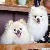 「愛犬もお客様にカウント…お店の心遣いに「嬉しすぎる」2.7万いいね　「ちゃんと2名様になってますね」「可愛すぎて泣けそう」」の画像1