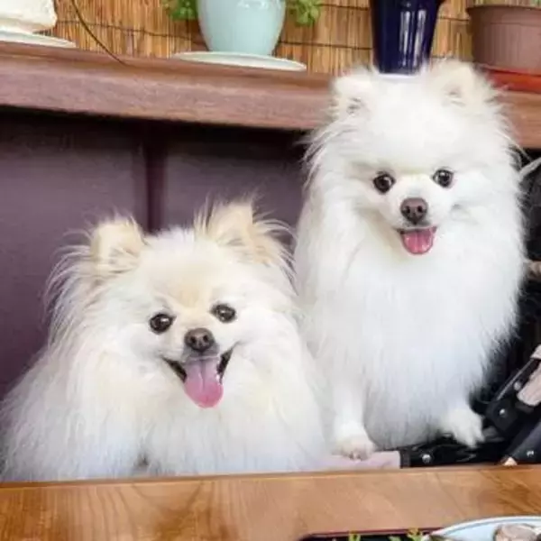 愛犬もお客様にカウント…お店の心遣いに「嬉しすぎる」2.7万いいね　「ちゃんと2名様になってますね」「可愛すぎて泣けそう」