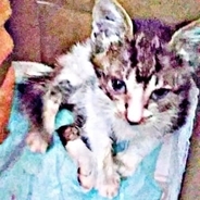 亡き愛猫と同じ日、同じ場所で出会った小さな命　花壇をのぞく少年の目線の先にいた瀕死の子猫　5年後…神対応で来客を驚かせる美ニャンに