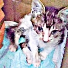 亡き愛猫と同じ日、同じ場所で出会った小さな命　花壇をのぞく少年の目線の先にいた瀕死の子猫　5年後…神対応で来客を驚かせる美ニャンに