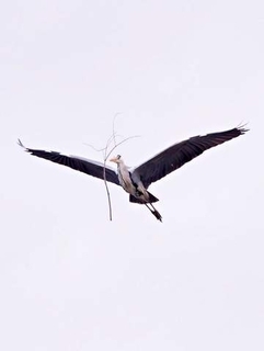 「どゆこと？？？」空飛ぶアオサギの前に枝が浮いている…不思議な写真が話題　「サギ師じゃなくて手品師」「真顔で飛んでるのがジワる」