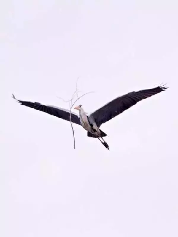 「どゆこと？？？」空飛ぶアオサギの前に枝が浮いている…不思議な写真が話題　「サギ師じゃなくて手品師」「真顔で飛んでるのがジワる」