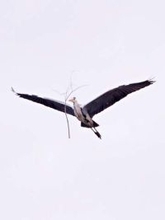 「どゆこと？？？」空飛ぶアオサギの前に枝が浮いている…不思議な写真が話題　「サギ師じゃなくて手品師」「真顔で飛んでるのがジワる」