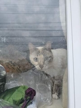 「生活困窮とは違う」猫のため家を購入した医療従事者が急逝　立派なキャットタワーがあった家に、半月以上取り残されていた猫たち　15匹の命つながる