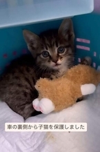車の奥に子猫が…手を伸ばすと道路へ飛び出し「取り逃がしたら一生の後悔」母娘タッグで挑んだ懸命の捕獲劇