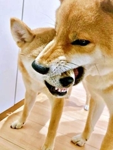 柴犬がお口を大きく開けて妹犬の顔をパクリ！？  豪快なきょうだい愛に1.2万人爆笑「大好きなんだね」「かわいいｗ」「おいしかった？」