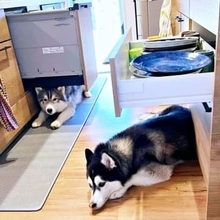 「なぜそこに？」キッチンでの犬2匹の謎行動が話題「うちもやる」「帰巣本能ですね」