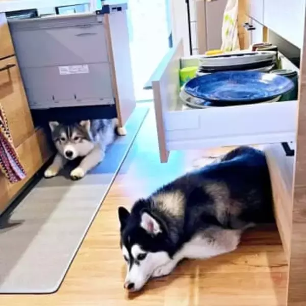 「なぜそこに？」キッチンでの犬2匹の謎行動が話題「うちもやる」「帰巣本能ですね」