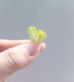 「「刺繍糸で白菜を作りました」本物そっくり「拡大しても白菜にしか見えません」「鍋に入れたら美味しそう」」の画像1