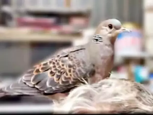 【衝撃】「そこ、巣じゃないよ！」まさかの場所を巣に決めた鳩…6万人が驚愕「芸術品の完成だｗ」