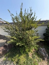 京都に桜を見に行ったら、どこからともなく「出前一丁の匂いがする」　その正体とは…「神社によく植えられてるやつ」