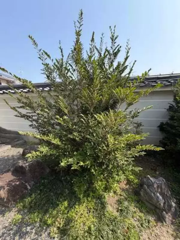 京都に桜を見に行ったら、どこからともなく「出前一丁の匂いがする」　その正体とは…「神社によく植えられてるやつ」