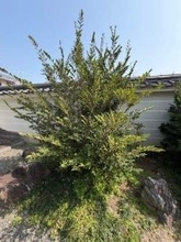 京都に桜を見に行ったら、どこからともなく「出前一丁の匂いがする」　その正体とは…「神社によく植えられてるやつ」