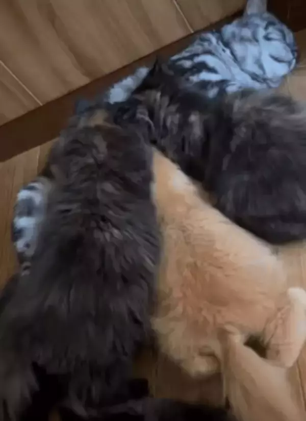 「吸いたいんなら吸えや…」乳をほしがる子猫たちにアニキ猫がとった対応は？　血のつながりを超えた”母性”に「なんて尊い姿」と213万回表示の大反響