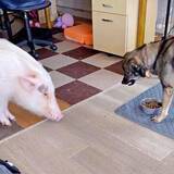 「犬のごはんを狙うブタさんに、犬は…「シュールすぎる」「達人の間合いで笑う」「絶妙な距離」」の画像1