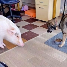 ブタと元保護犬、ご飯をめぐる静かな戦い　「シュールすぎる」「達人の間合いで笑う」「絶妙な距離で狙っててかわいい」