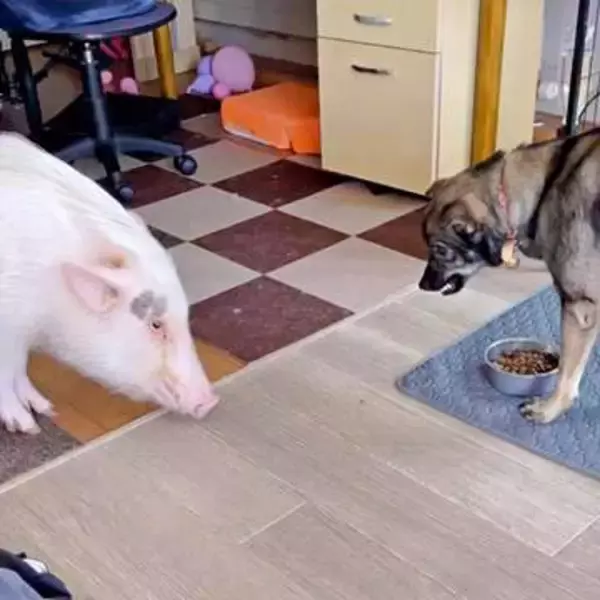 ブタと元保護犬、ご飯をめぐる静かな戦い　「シュールすぎる」「達人の間合いで笑う」「絶妙な距離で狙っててかわいい」