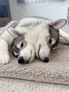 仲良しな犬たちが「くっつきすぎてケルベロスなんよ」……もふもふすぎて「境目がわからない」姿に二度見