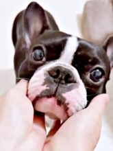 散歩中に「キモ！」と叫ばれた愛犬…とっさにしゃがんで「かわいいよ」となでなで　心ない言葉に励まし殺到「世界一かわいいよ」