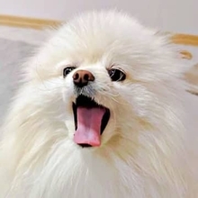 サイレンに遠吠えを始めた犬、その横で眠り続けるパパ……その後どうなった？「世界一かわいくて幸せなアラーム」「パパ起きて〜のうた」