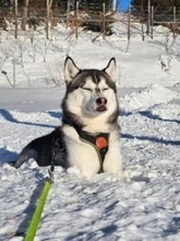 「車には乗らん」と断固拒否する犬さん、フワフワの雪が大好きすぎて…「意思が強すぎて笑った」