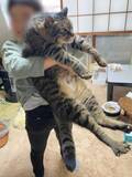 「抱っこが大好きな10キロ超えの保護猫、虹の橋を渡り…ようやく写真を見られるようになった飼い主が振り返る”生き様”」の画像1