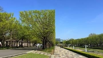 「マイクラすぎる！」公園のイチョウ並木が「角刈り」に　なぜ、こんな剪定に？