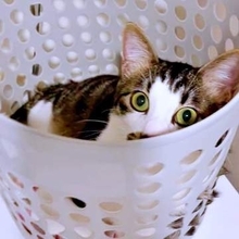 「なんでそこでくつろげるん？」洗濯機の上のカゴで揺れ続ける猫が話題　「マッサージ機みたい」「めっちゃ落ち着いてる(笑)」