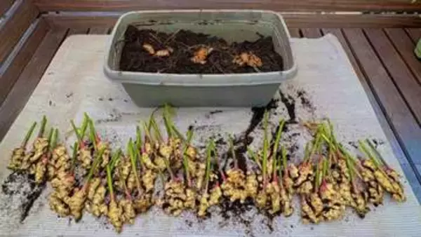 プランターで育てた生姜→秋には驚きの大収穫　ベランダ菜園にぴったり「これはお見事！！」「凄い！やってみます」