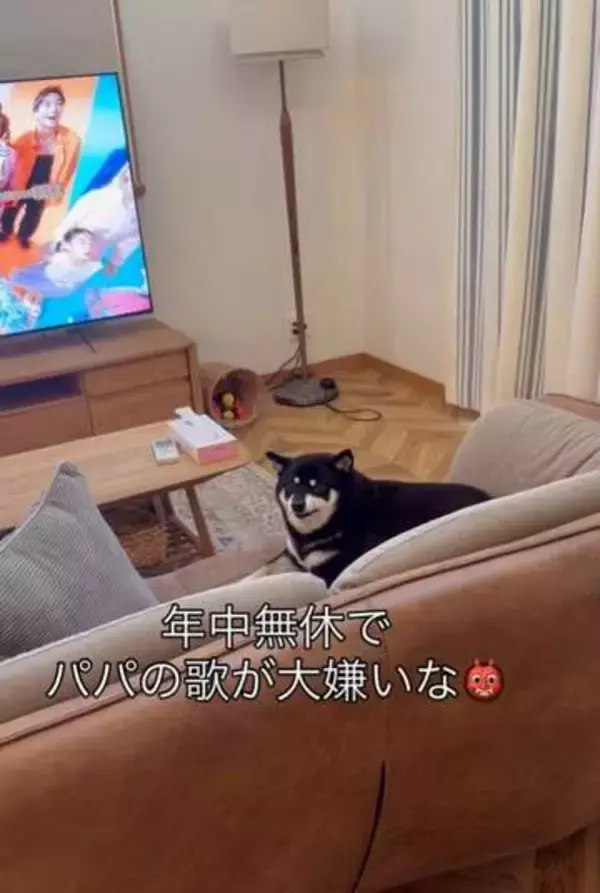 パパが歌うと「ブチギレ」スイッチON　歯をむき出して吠える唸る豆柴が530万再生　「コンビ芸」「漫才みたい」