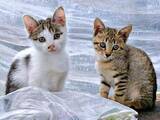 「「うちの納屋で野良猫が子どもを産んどった」…愛猫を亡くした飼い主に農園の師匠が託した2匹の保護猫　心の傷を癒やしてくれる大切な存在に」の画像1