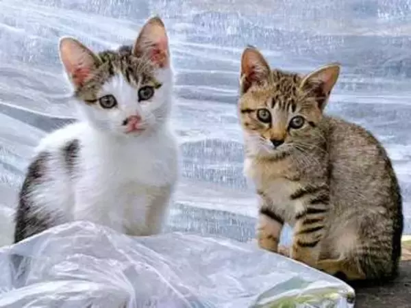 「うちの納屋で野良猫が子どもを産んどった」…愛猫を亡くした飼い主に農園の師匠が託した2匹の保護猫　心の傷を癒やしてくれる大切な存在に