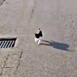 「危ない！車の前に飛び出した子猫を保護　目の瞬膜にハンデを抱えながら、愛情深い猫に成長」の画像1