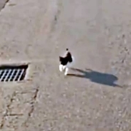 危ない！車の前に飛び出した子猫を保護　目の瞬膜にハンデを抱えながら、愛情深い猫に成長