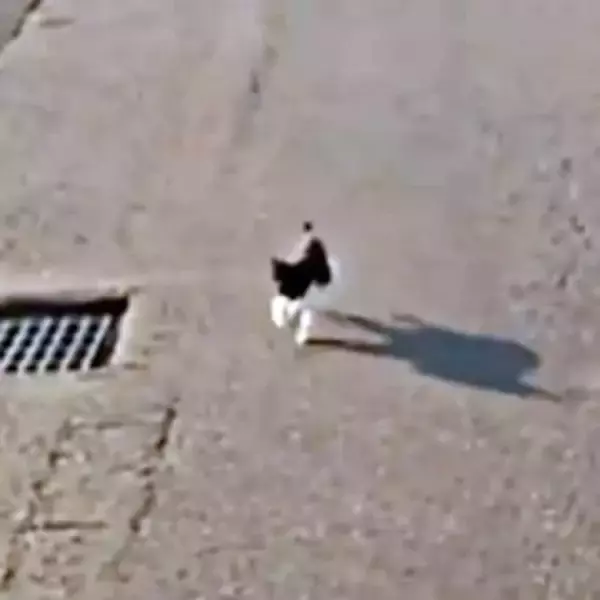 危ない！車の前に飛び出した子猫を保護　目の瞬膜にハンデを抱えながら、愛情深い猫に成長