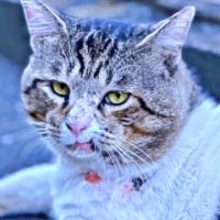 「ボブ・サップみたい」な野良猫との出会い→行方不明を乗りこえ……「うちの子になりなよ」説得して2年後、へそ天や舌ペロ姿を見せてくれた