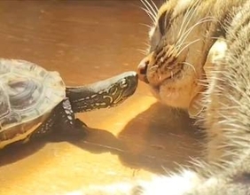表情なんてないと思ってたけど…猫とお鼻をゴッツンコするカメ　もしかしてニコニコ？「笑っているように見えます！」