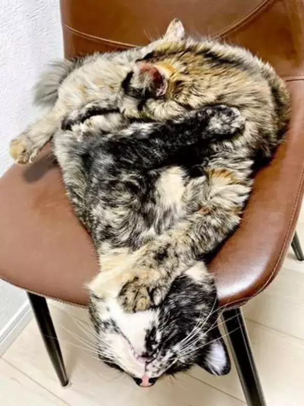 「どこが境目かわからん」…溶け合うサビ猫姉妹のショットに驚き「トリックアートか」「何が何やらの状態」
